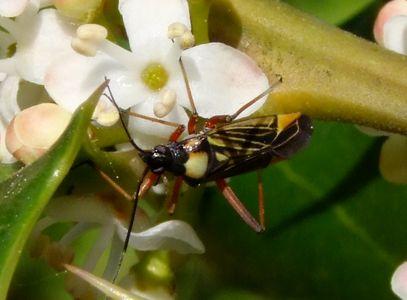 Miris striatus